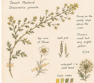 Pressed from the Valley — an observational sketch page